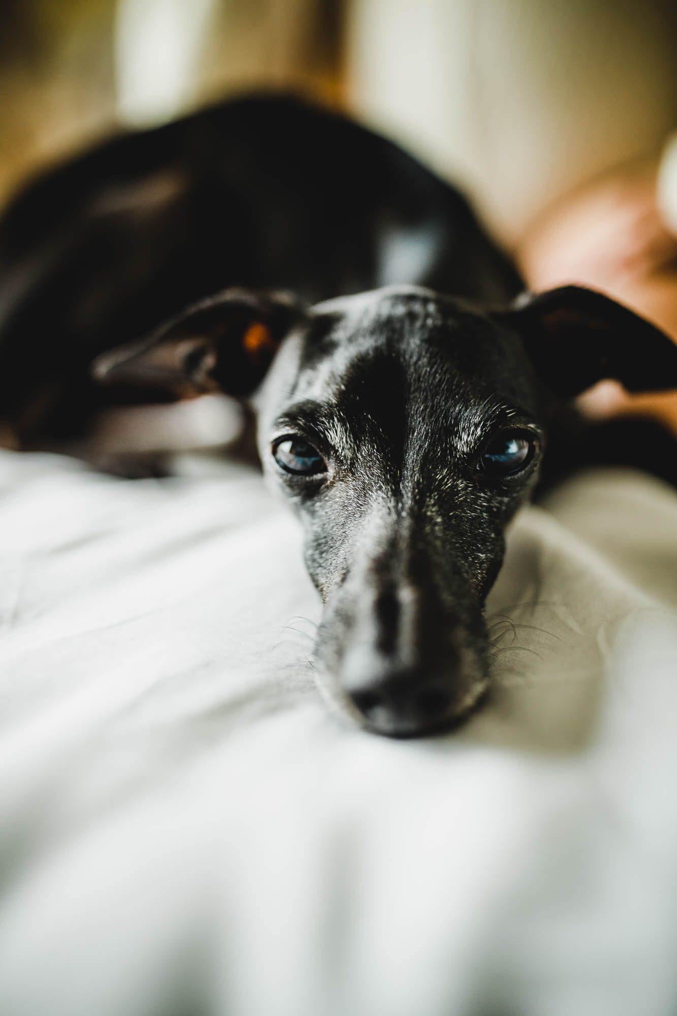 Export x3 1DX26341 Fotoshooting 2020 Zito